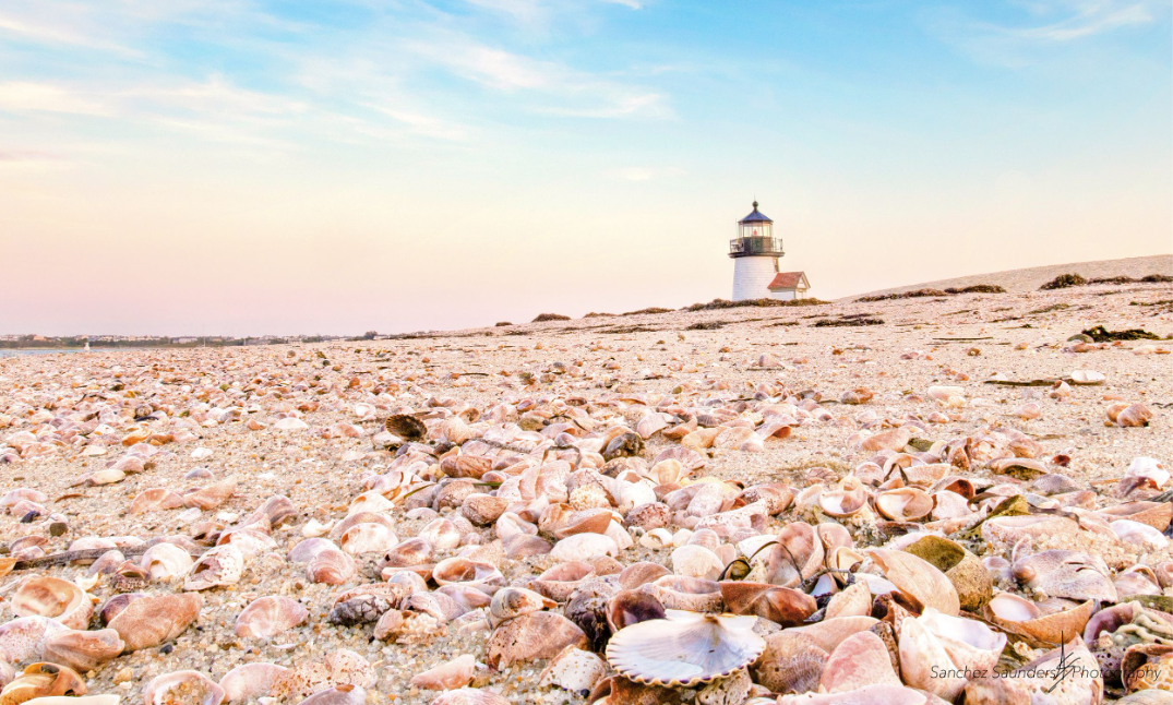 Shells on the beach with a lighthouse in the distance